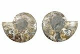 Cut & Polished, Crystal-Filled Ammonite Fossil - Madagascar #282589-1